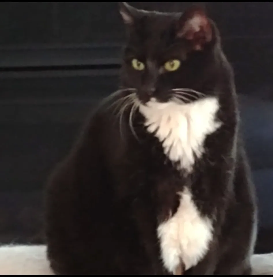 Reference photo of Fat Tuxedo Cat